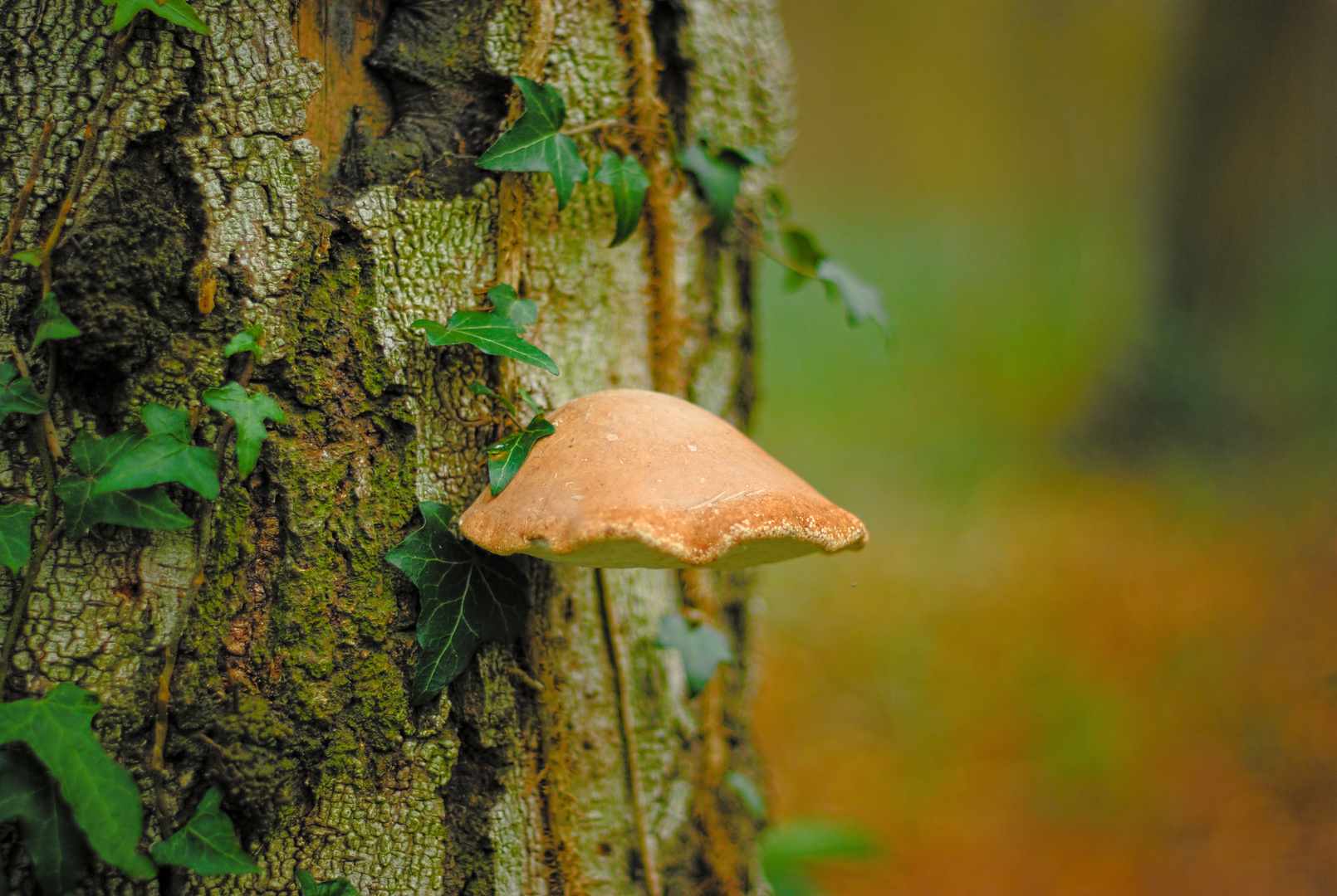 Le champignon sur l'arbre