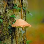 Le champignon sur l'arbre