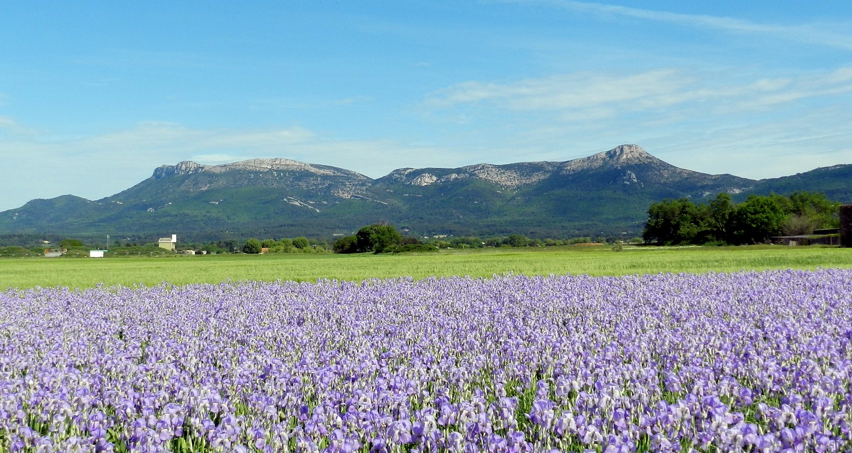 Le champs d' Iris à TRETS, BdR