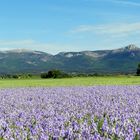 Le champs d' Iris à TRETS, BdR