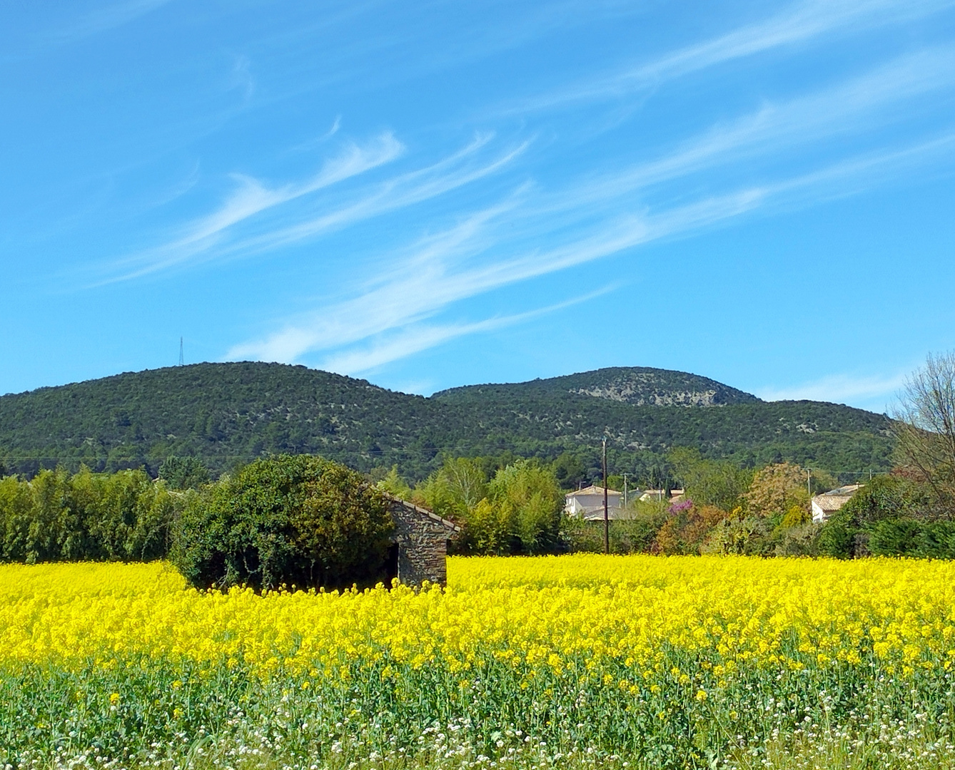 Le champs de colza