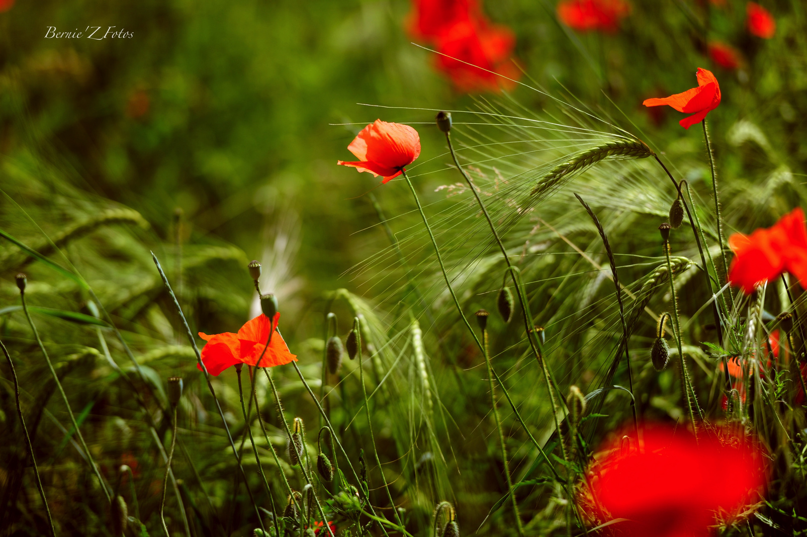 le chant (champ) des coquelicots