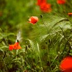 le chant (champ) des coquelicots