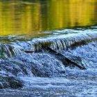 LE CHANT DE LA RIVIÈRE 