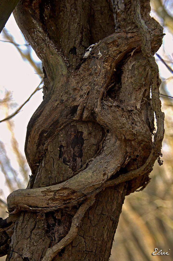 Le chant de l'arbre