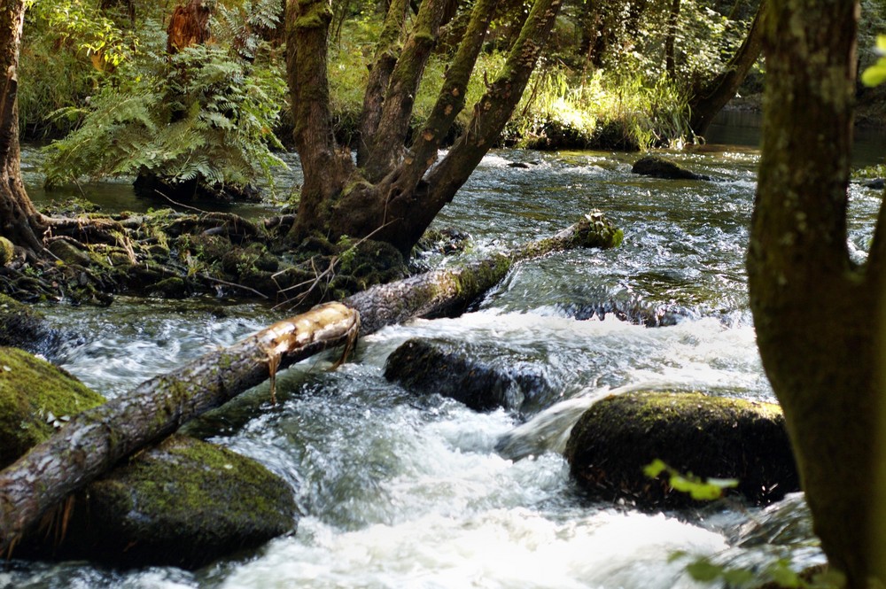 Le chant de l'eau vive