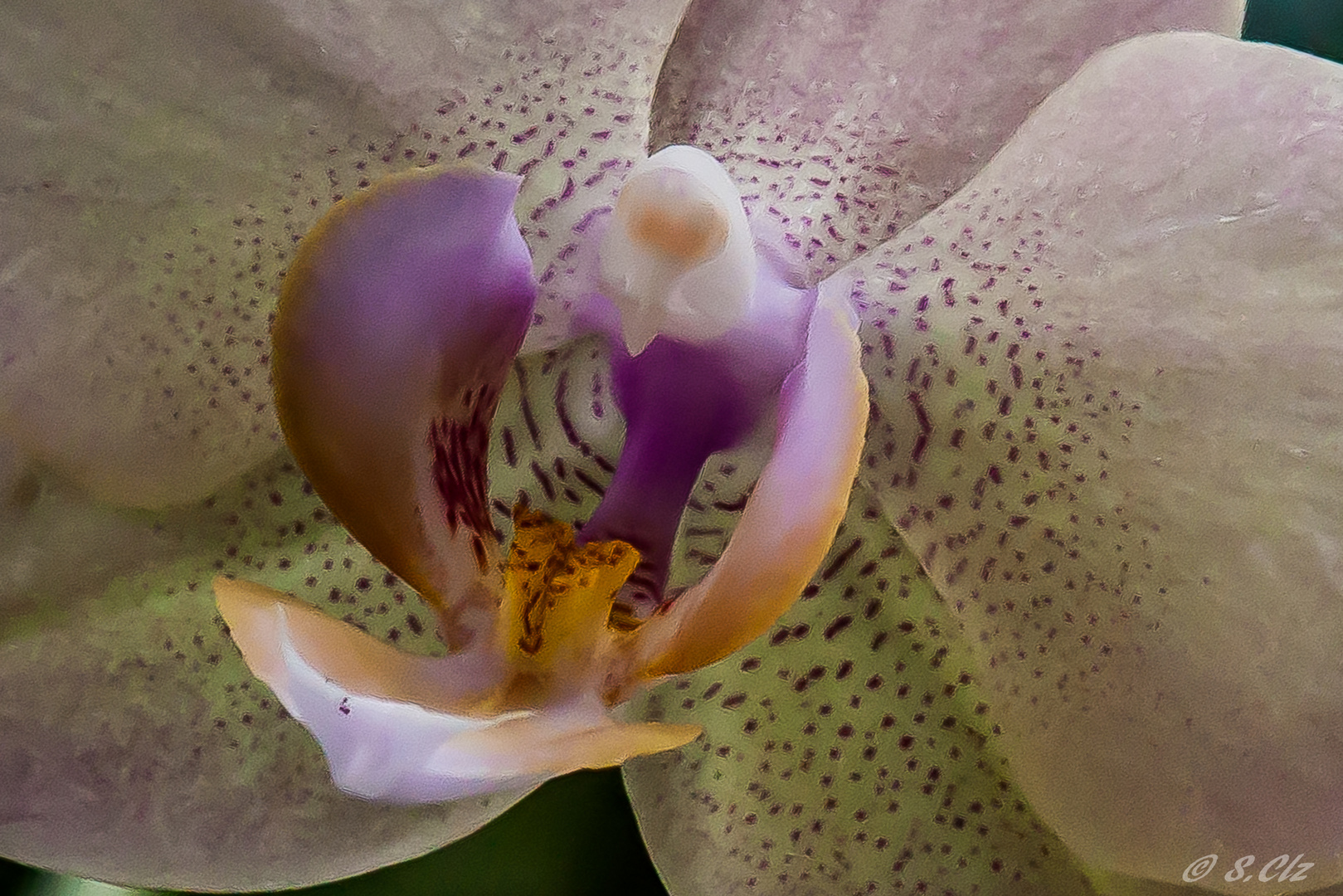 le chant de l'orchidée 