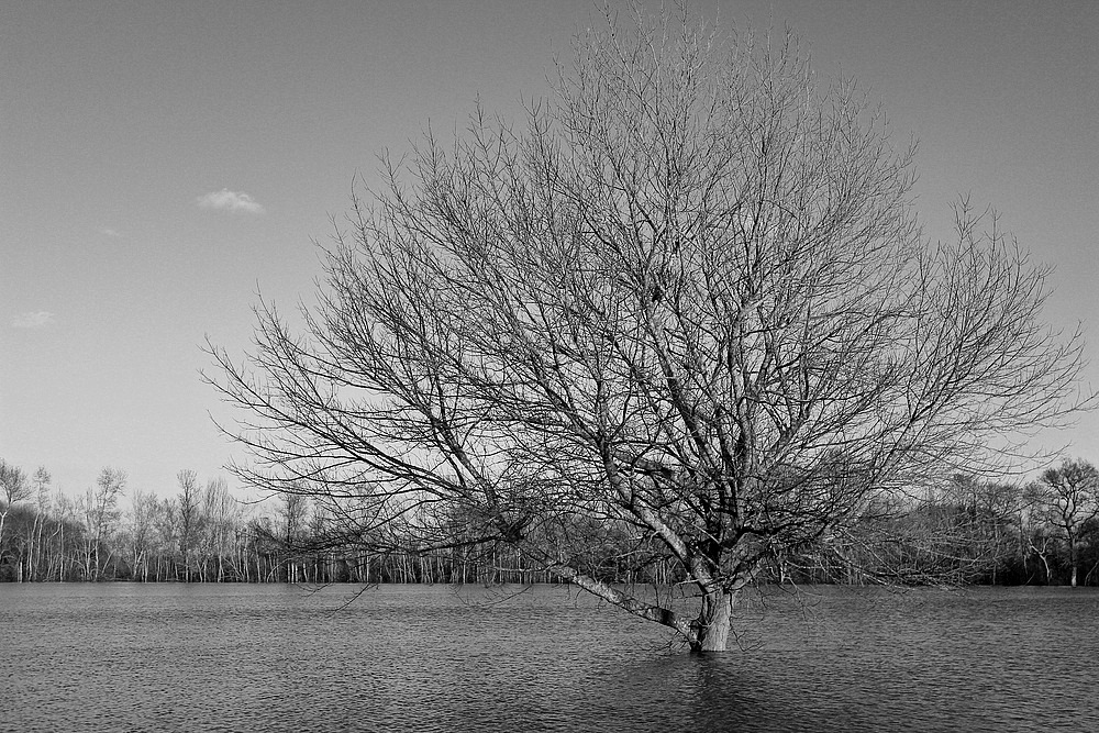 Le Chant des Arbres..........