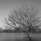 Le Chant des Arbres..........