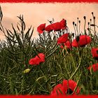 Le chant des coquelicots