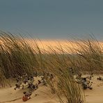 Le Chant des Dunes.........