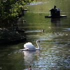 Le chant du cygne