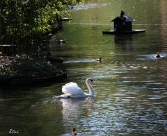 Le chant du cygne