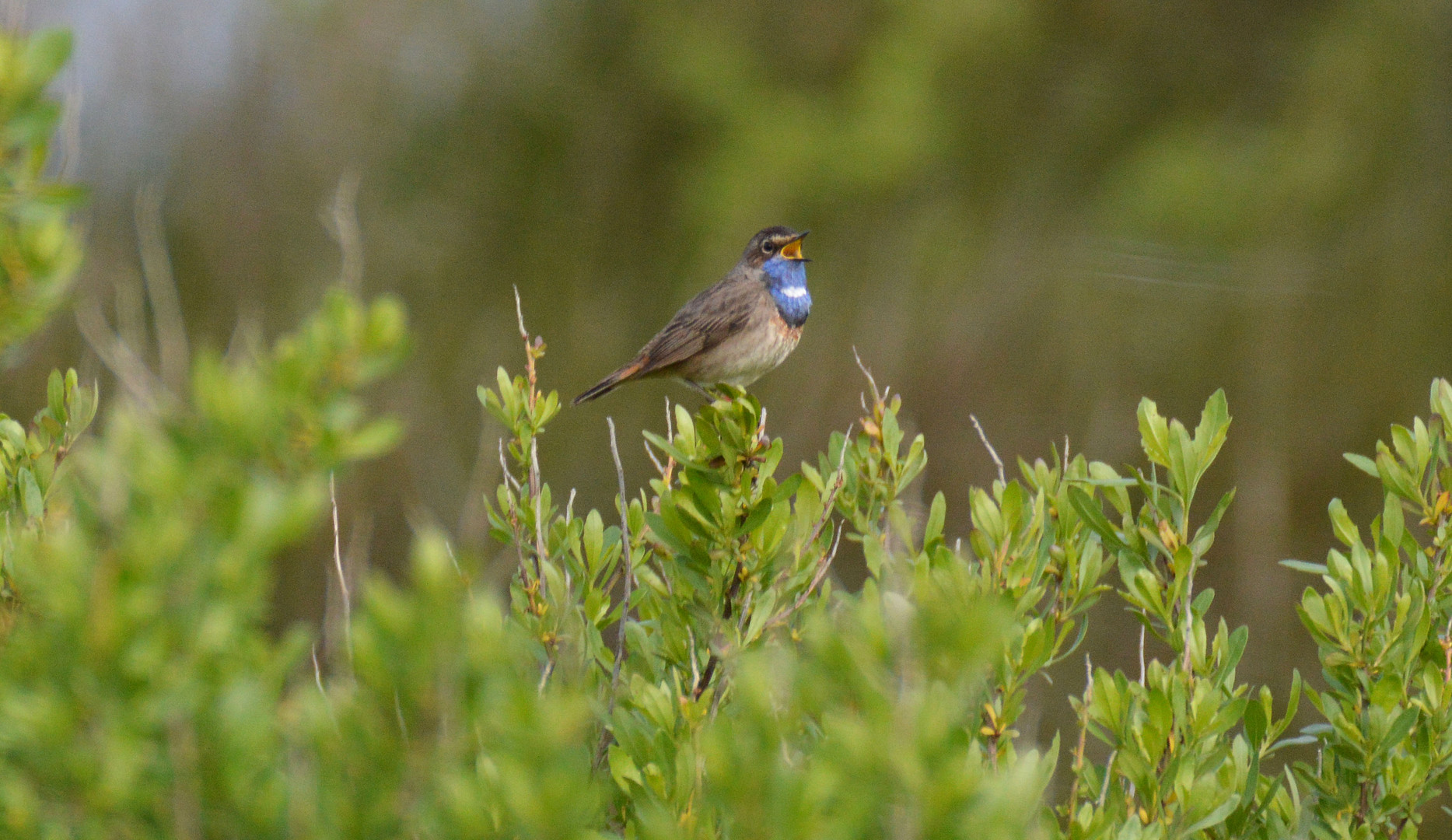 Le chant du Gorgebleue