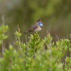 Le chant du Gorgebleue