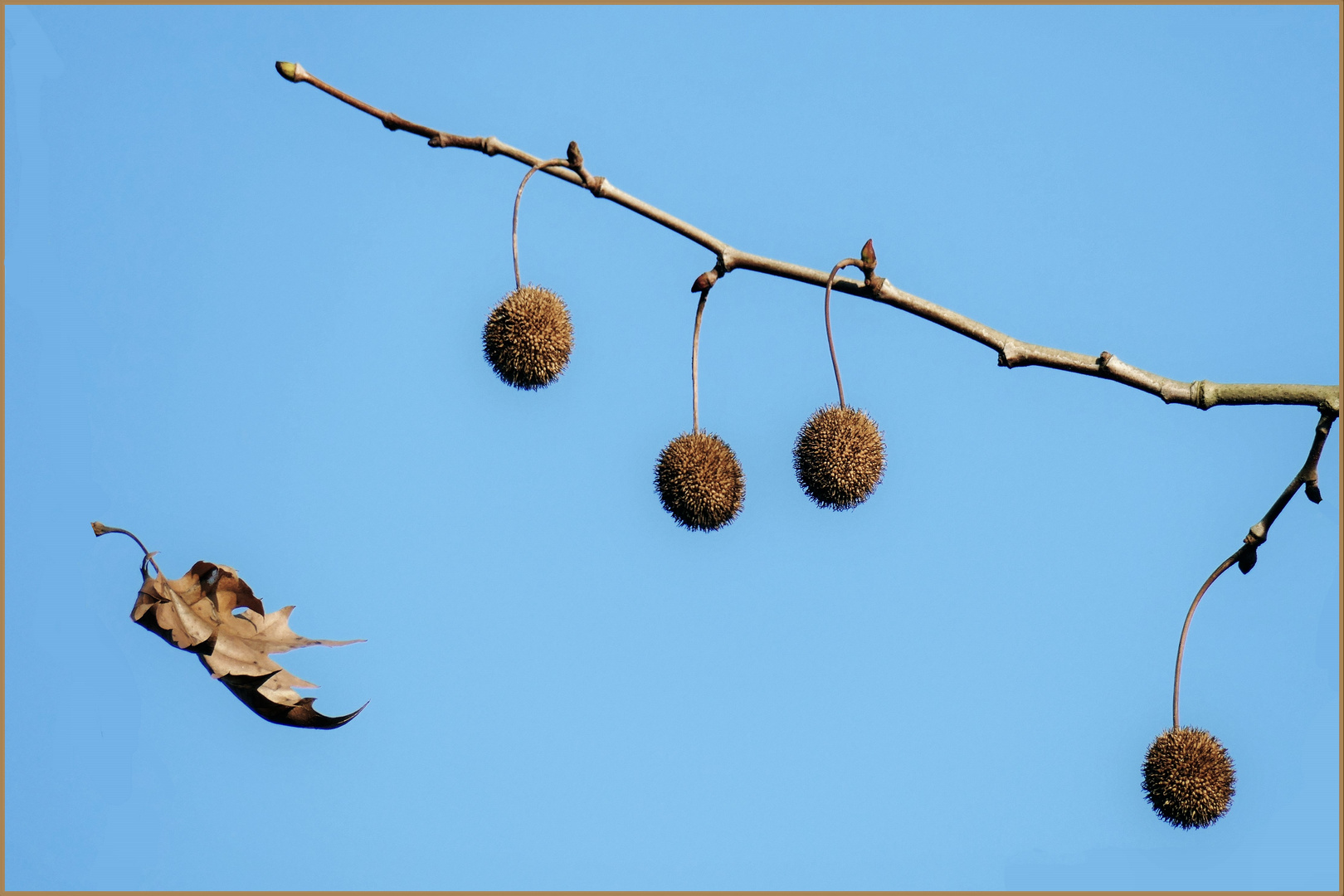 le chant du monde....dirait Giono...