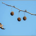 le chant du monde....dirait Giono...