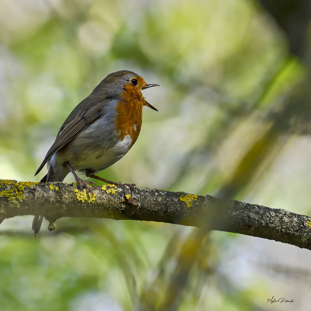 Le chant du Rouge gorge