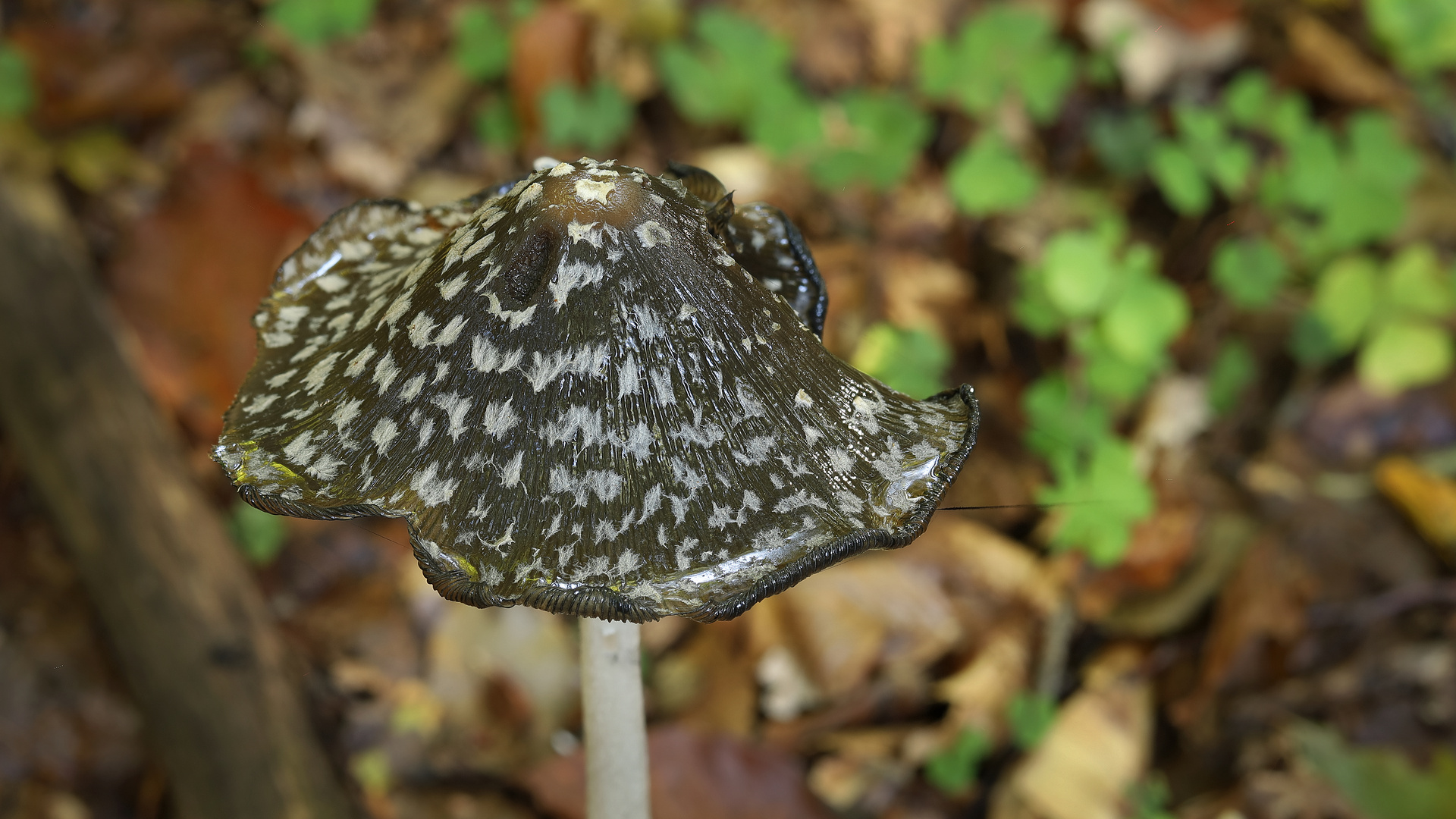 Le chapeau de Mme de Fontenay après une forte pluie ? Non !