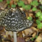 Le chapeau de Mme de Fontenay après une forte pluie ? Non !