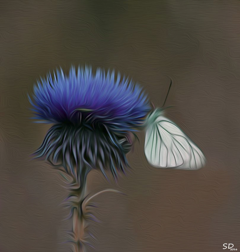 le chardon bleu et le papillon blanc 