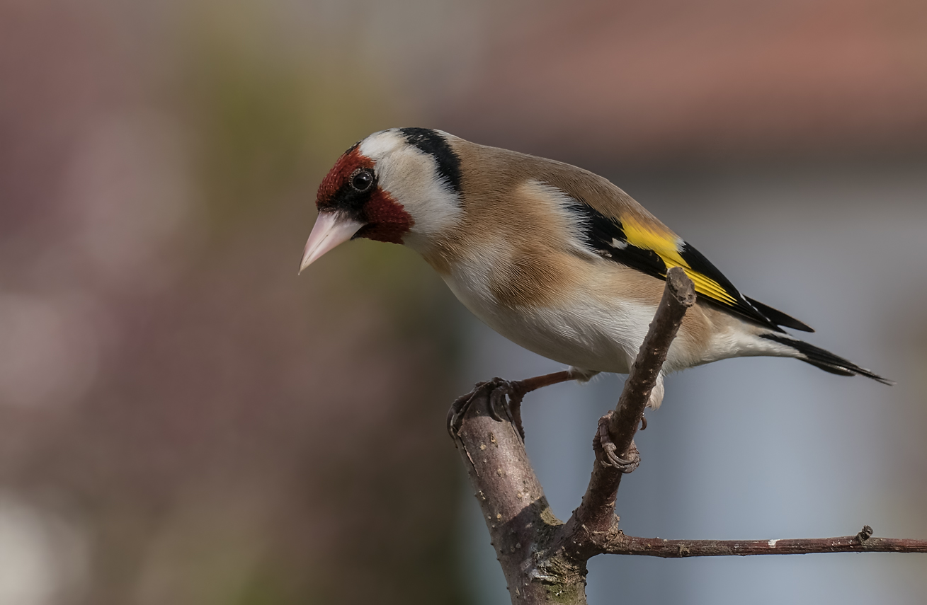 Le Chardonneret élégant