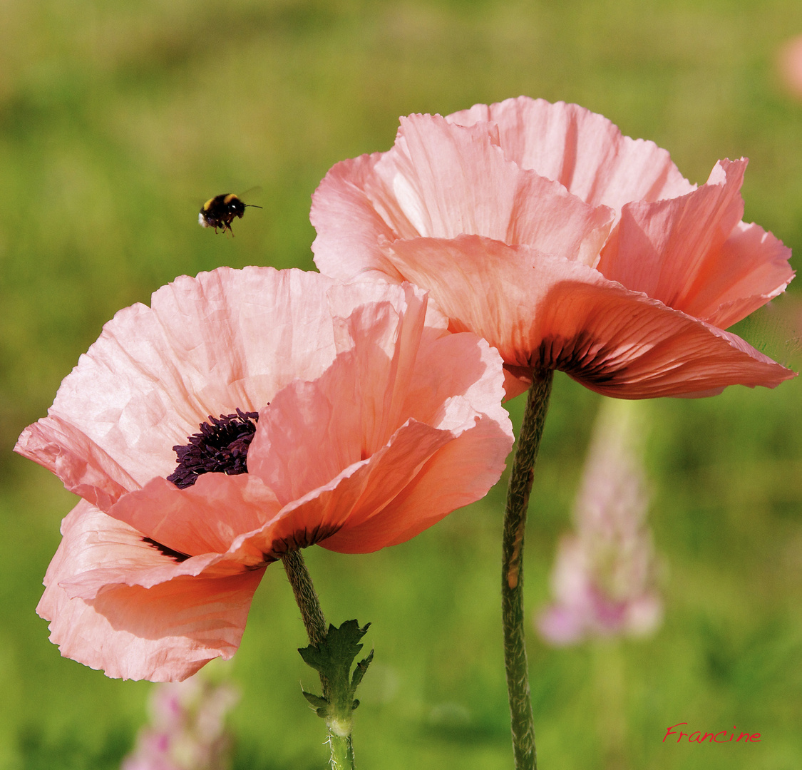 Le charme des fleurs éphémères du pavot ...