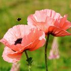 Le charme des fleurs éphémères du pavot ...