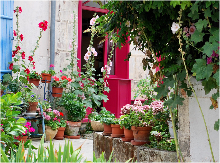 Le charme des roses trémières