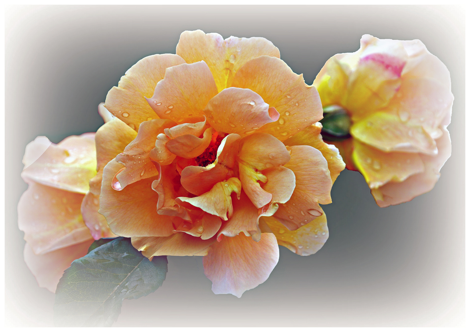 le charme discret des roses jaunes....