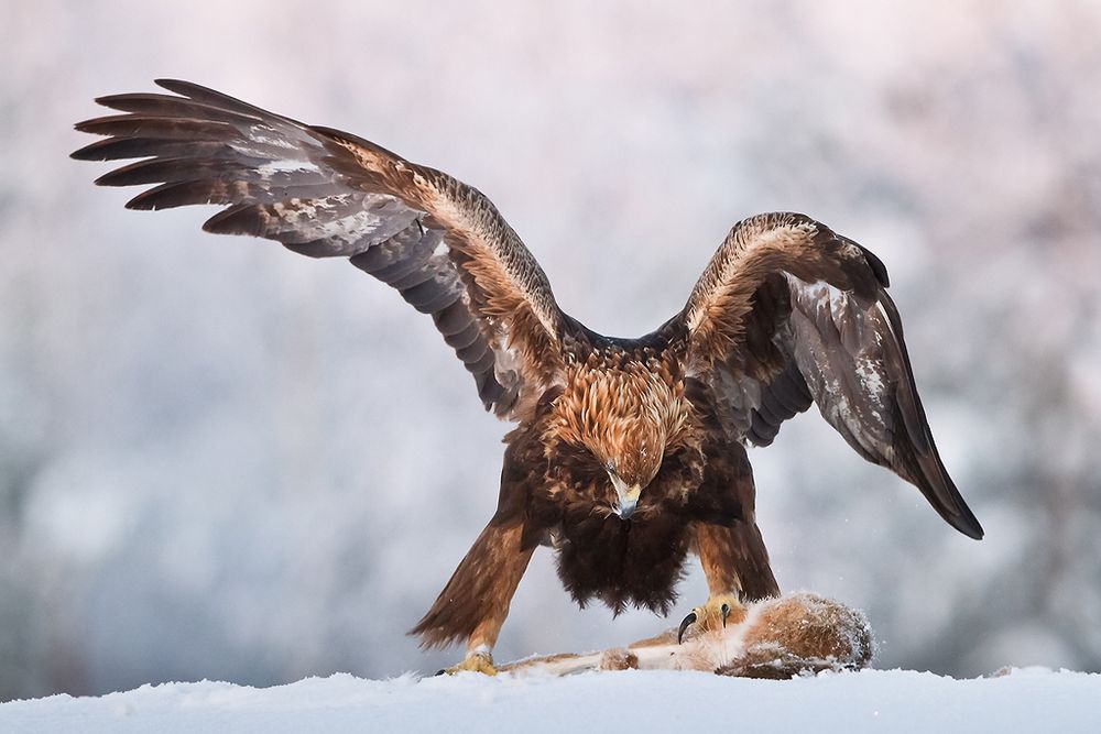 Le chasseur von ennedi 