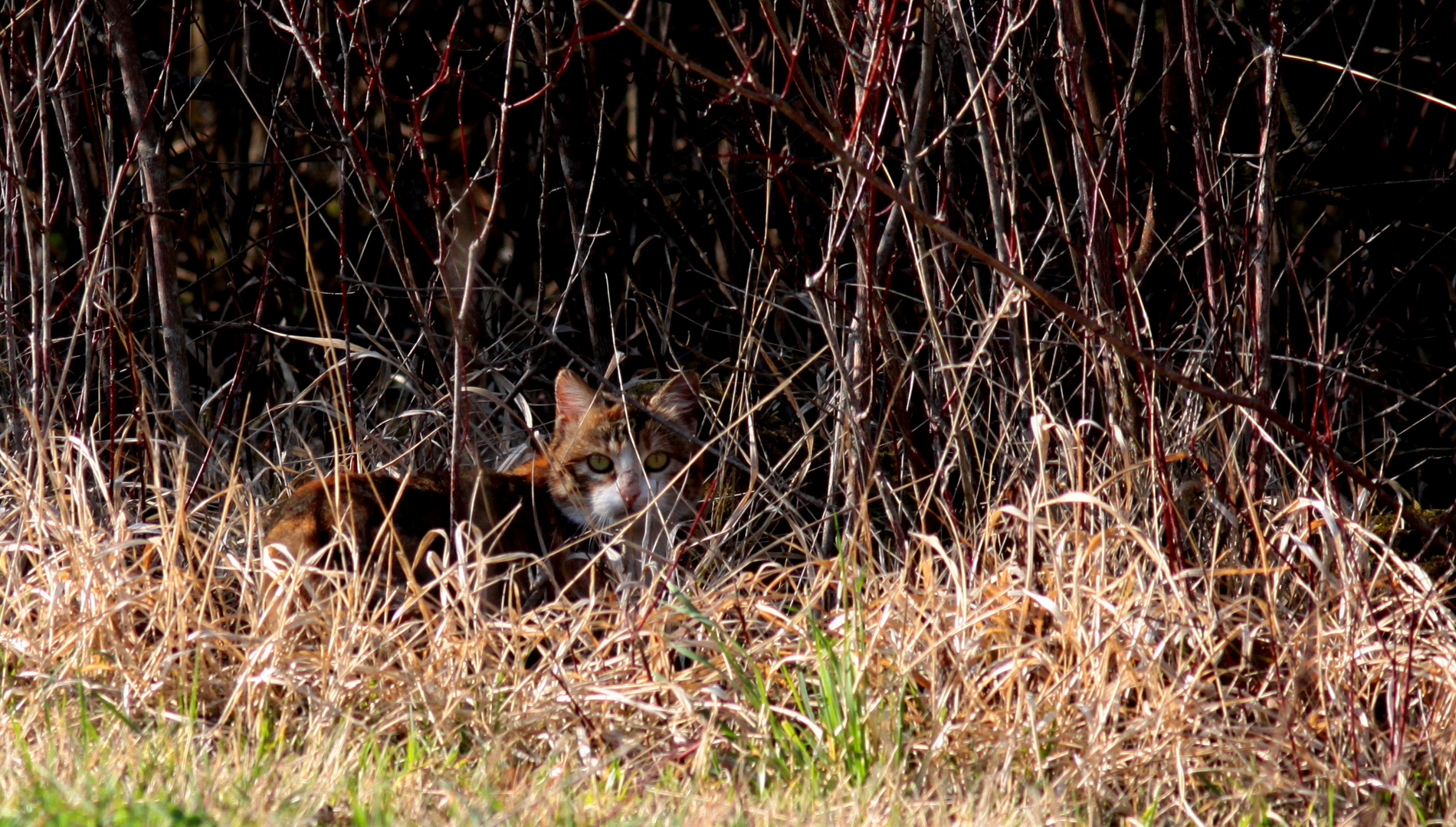 le chasseur