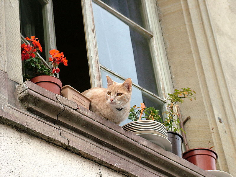 Le Chat a la fenetre