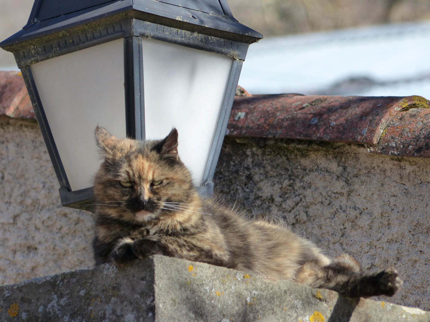 Le chat à la lanterne