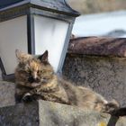 Le chat à la lanterne