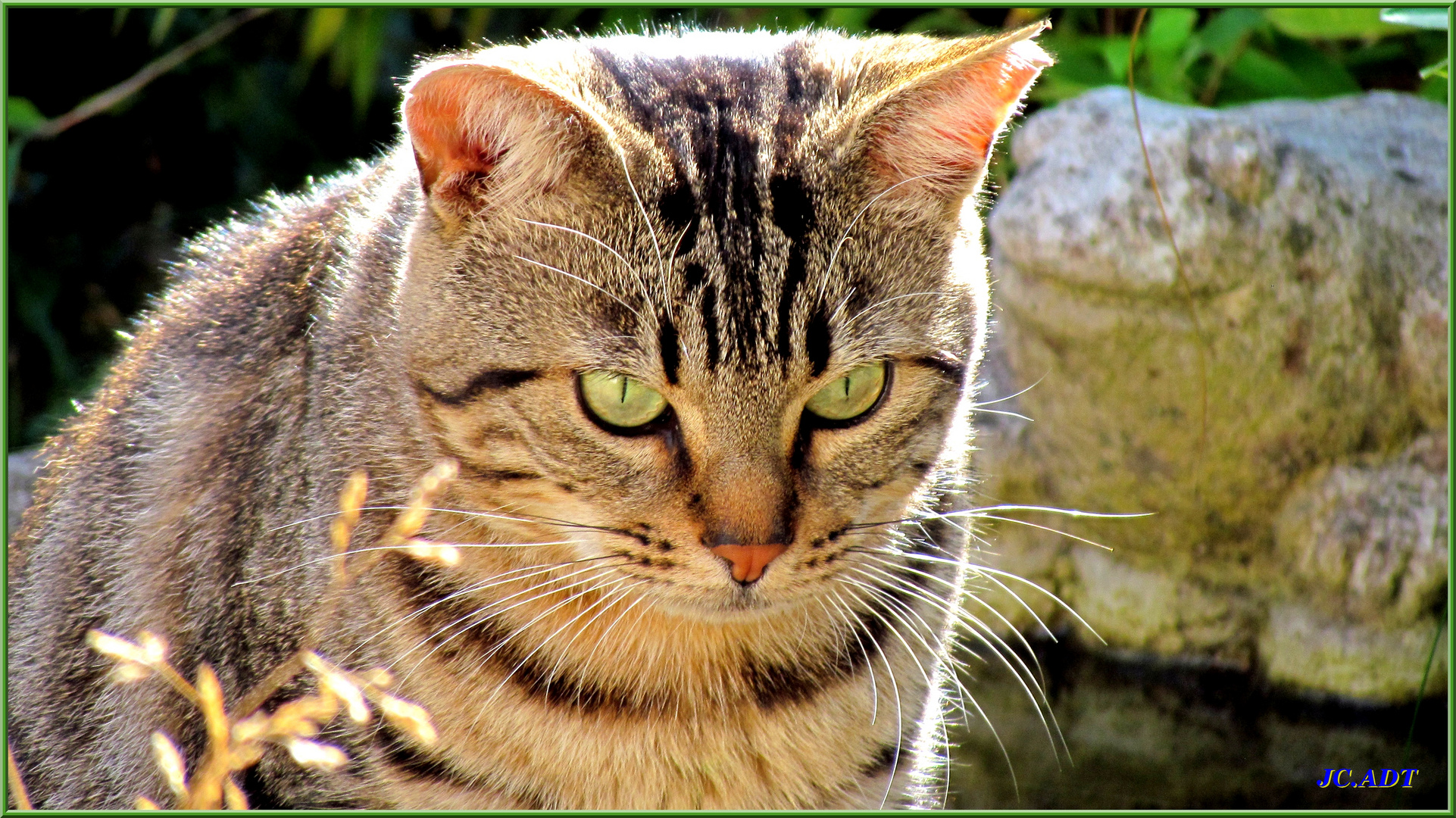 Le chat à l'oreille cassée