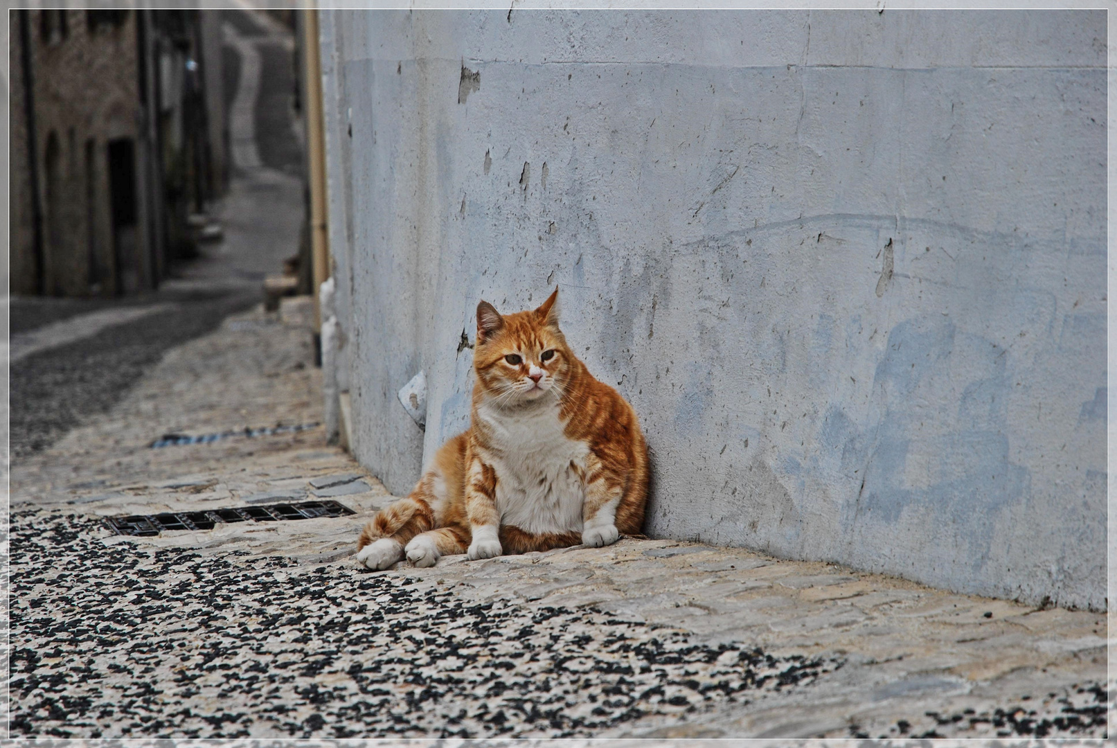 le chat à Rochemaure