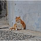 le chat à Rochemaure