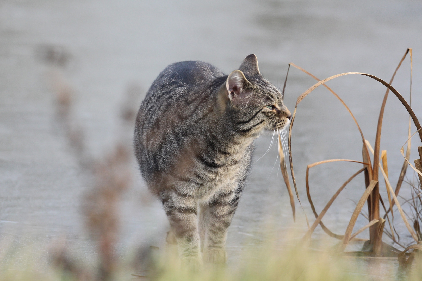 Le chat au roseau