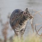 Le chat au roseau