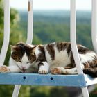 Le chat aussi veut allez dans la piscine