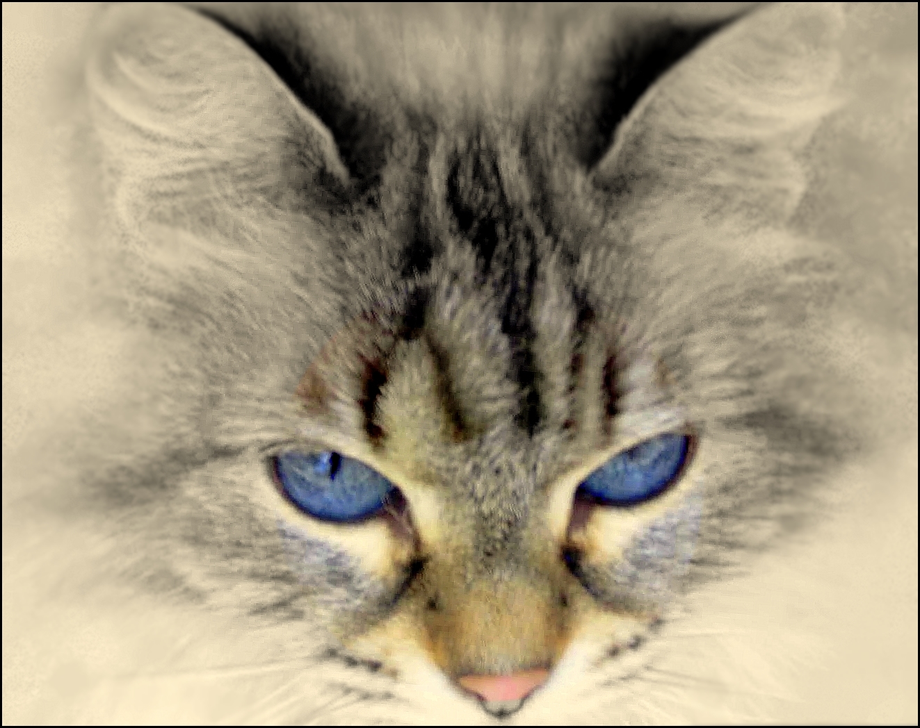 Le chat aux yeux bleus !