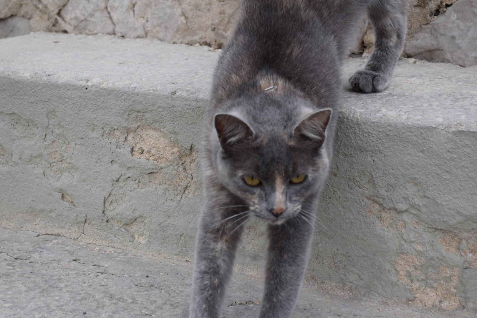 le chat
