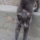 le chat