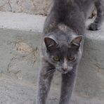 le chat
