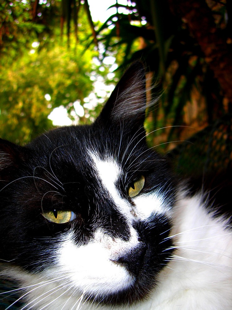 Le chat beauté