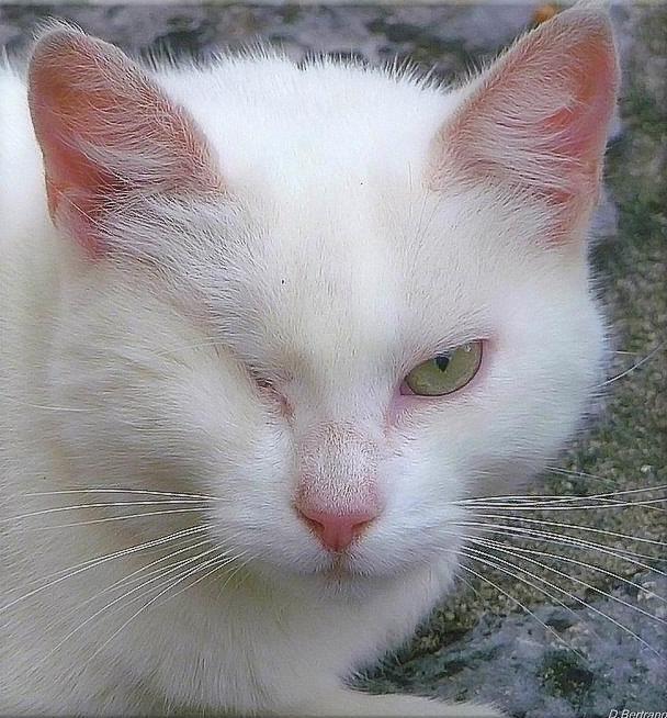 le chat blanc....