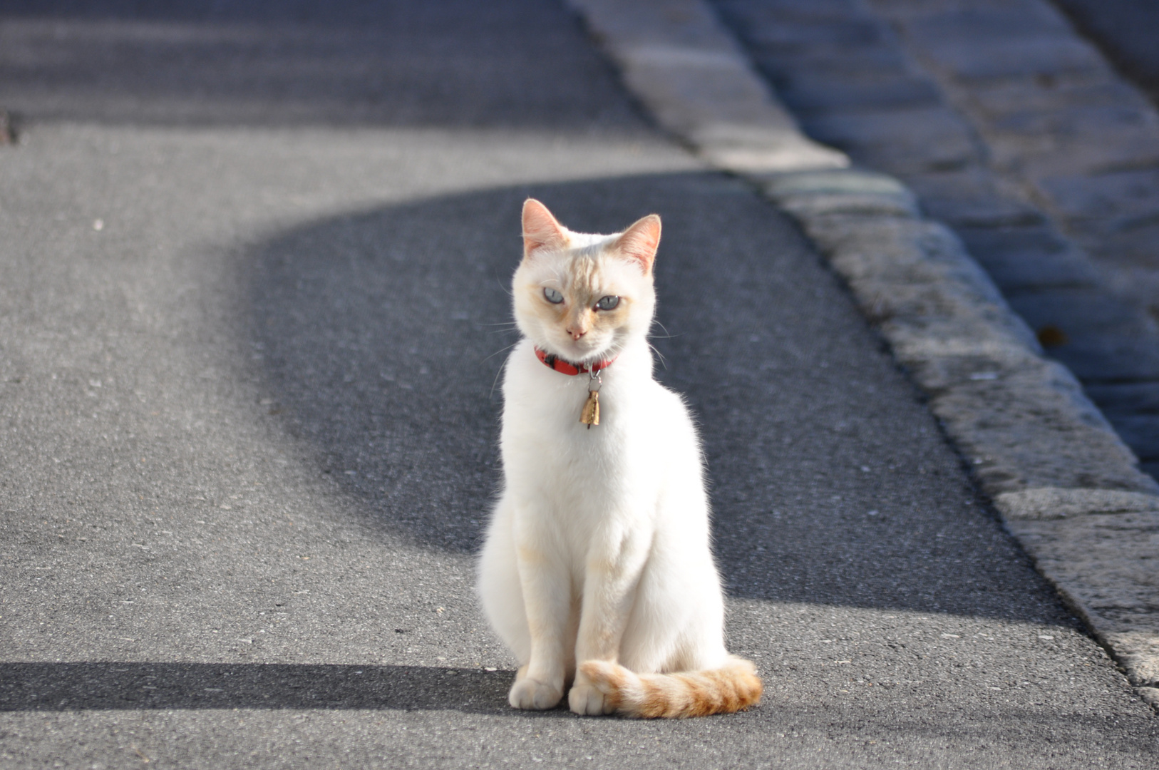 le chat blanc