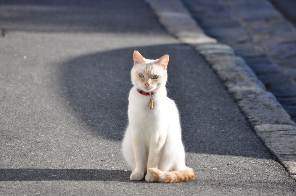 le chat blanc