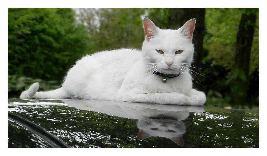 le chat blanc